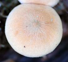 Cystoderma granosum cap.This closer view allows you to see the granules and wrinkles better. 